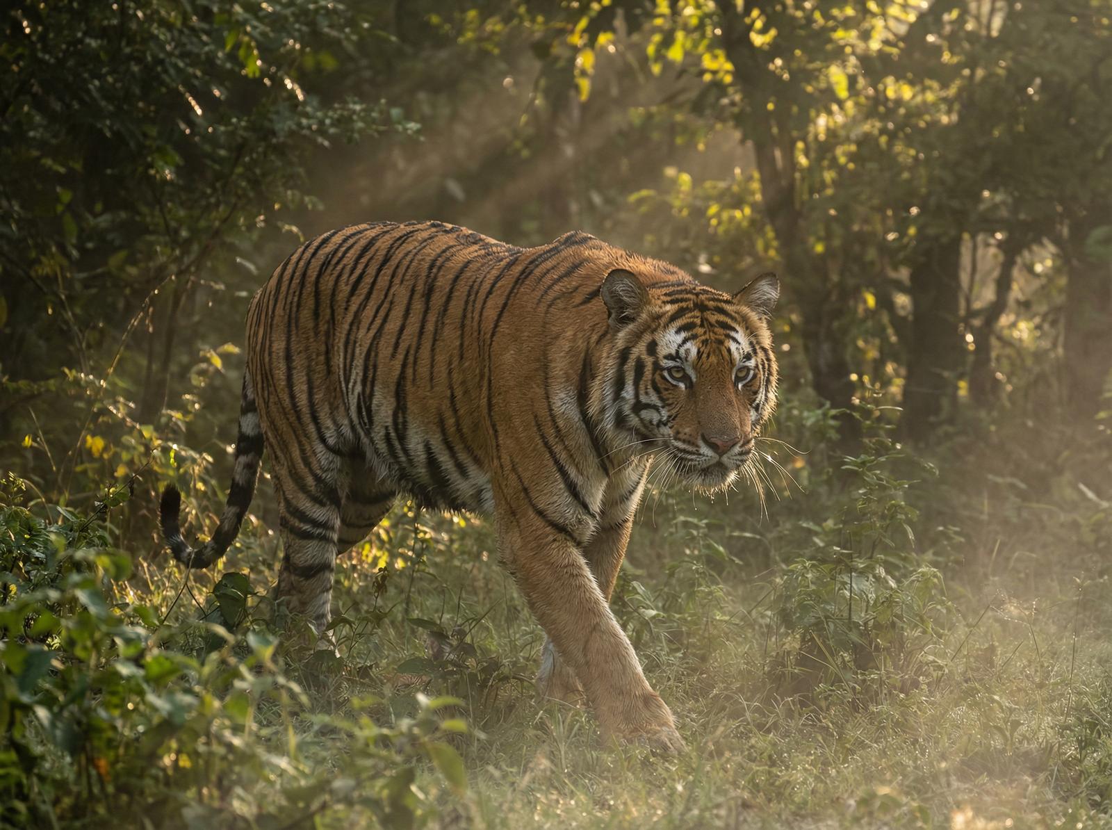 麻豆老虎丛林视频